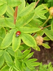 Adalia bipunctata