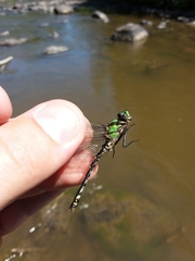 Ophiogomphus carolus