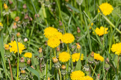Taraxacum officinale