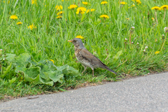 Turdus pilaris