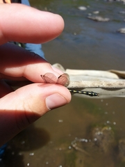 Ophiogomphus carolus