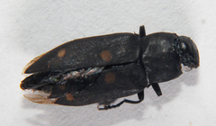 Image of Melanophila notata