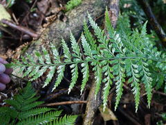 Asplenium lamprophyllum