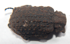 Trogidae