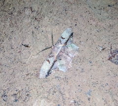 Chorodna complicataria