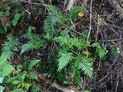 Asplenium lamprophyllum