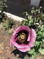 Papaver somniferum