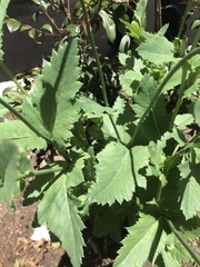 Papaver somniferum