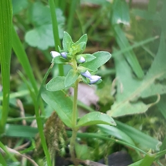 Veronica serpyllifolia