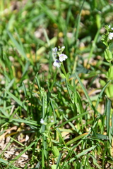 Veronica serpyllifolia