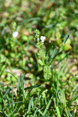 Veronica serpyllifolia