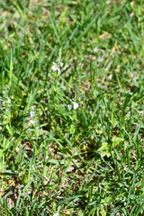 Veronica serpyllifolia