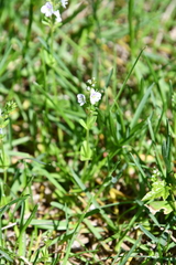 Veronica serpyllifolia