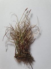 Carex rupestris