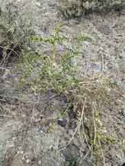 Astragalus porrectus