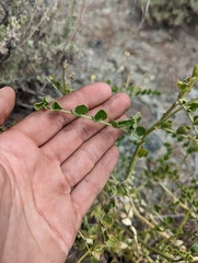 Astragalus porrectus