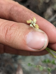 Astragalus porrectus