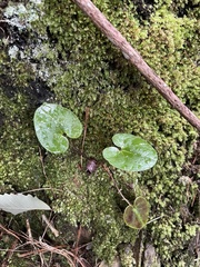 Hexastylis virginica