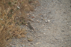 Fringilla coelebs africana