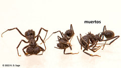 Acromyrmex lobicornis