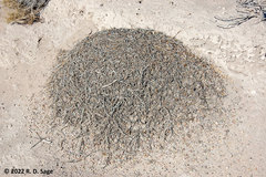 Acromyrmex lobicornis