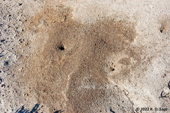 Acromyrmex lobicornis