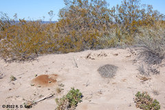 Acromyrmex lobicornis