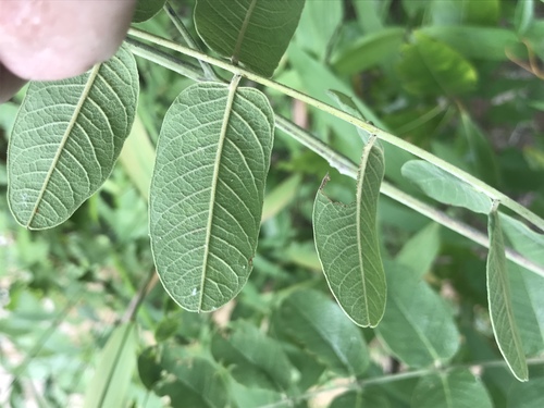Panicled False Indigo