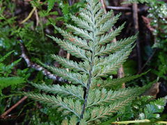 Asplenium lamprophyllum