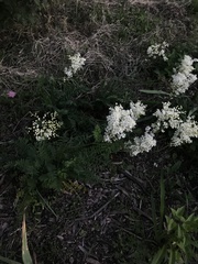 Filipendula vulgaris