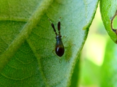 Heterotoma planicornis