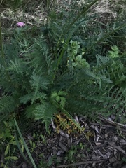 Filipendula vulgaris