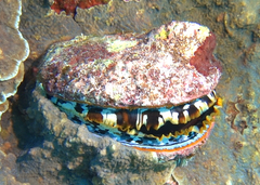 Spondylus varius