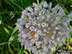 Allium polyanthum