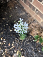 Lobularia maritima