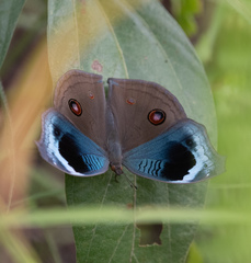Junonia artaxia
