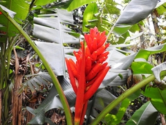 Musa coccinea