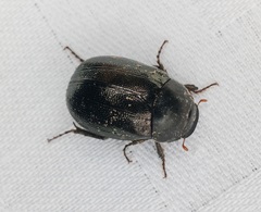 Apogonia cribricollis