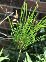 Allium vineale
