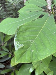 Phyllocnistis magnoliella