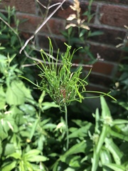 Allium vineale
