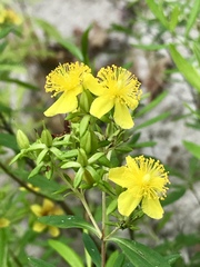 Hypericum lobocarpum