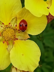 Adalia bipunctata