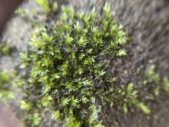 Hygroamblystegium