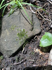 Hygroamblystegium