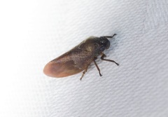 Eoscarta karschi