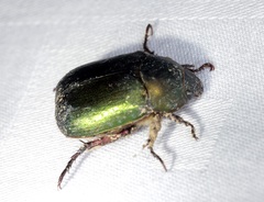 Anomala russiventris