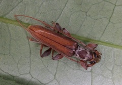 Ceresium zeylanicum