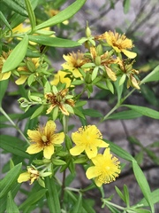 Hypericum lobocarpum