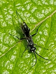 Auplopus carbonarius